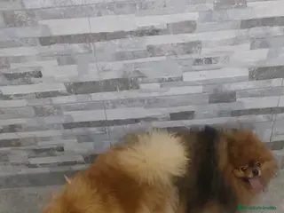 Pomerania perros Pomerania miniatura - Anuncio 1