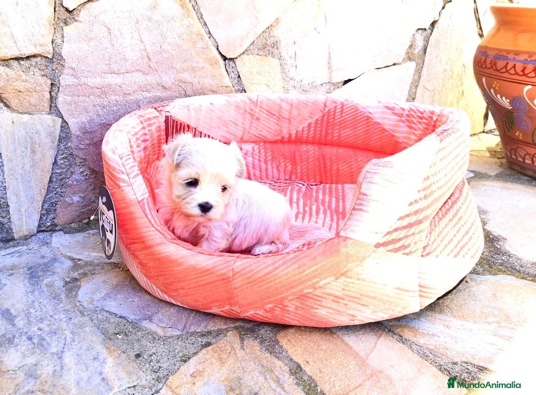 Bichón Maltés perros en venta: Bichón Maltés - Anuncio 6