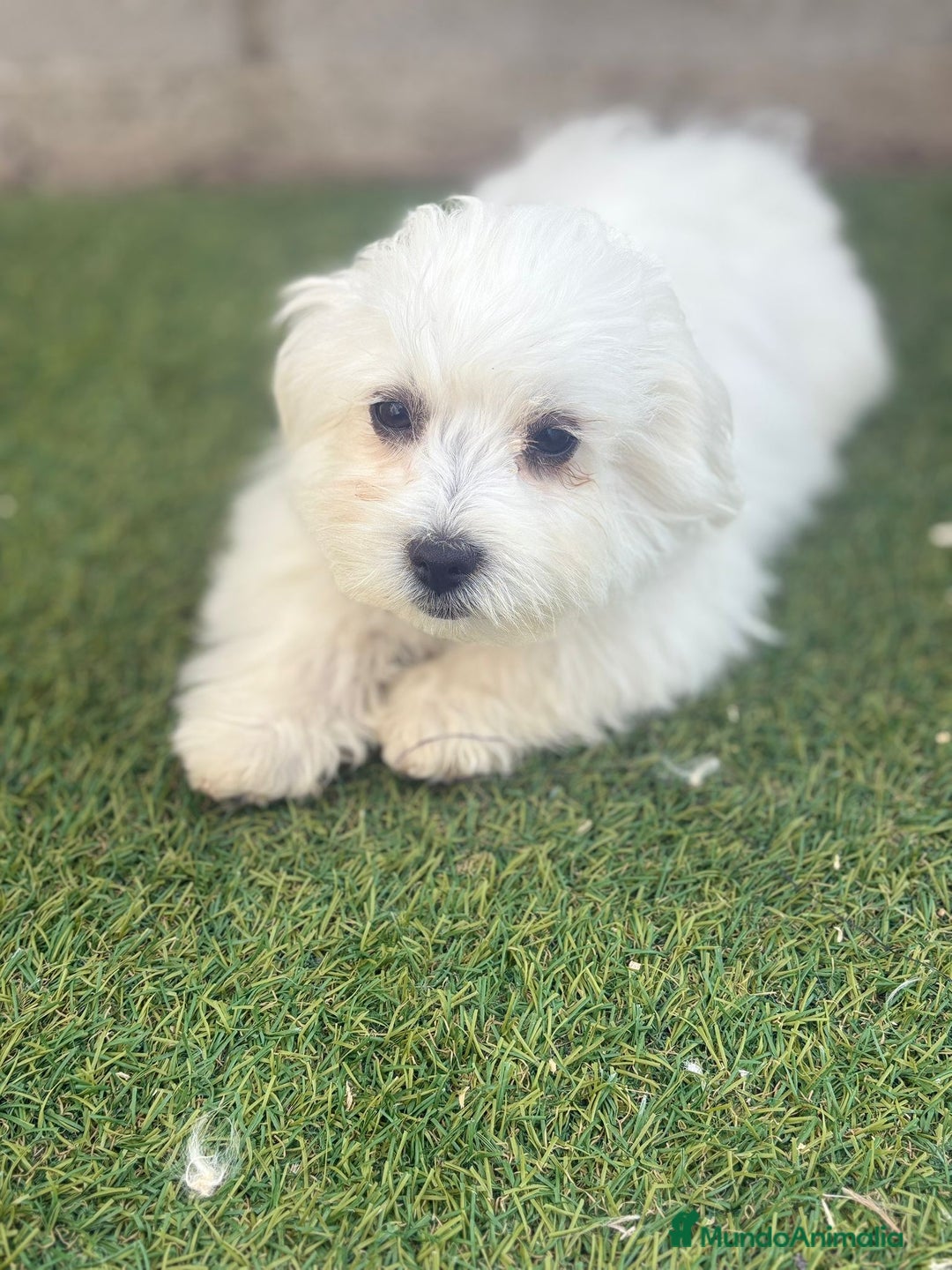 Bichón Maltés perros en venta: Bichon maltés toy - Imagen 8
