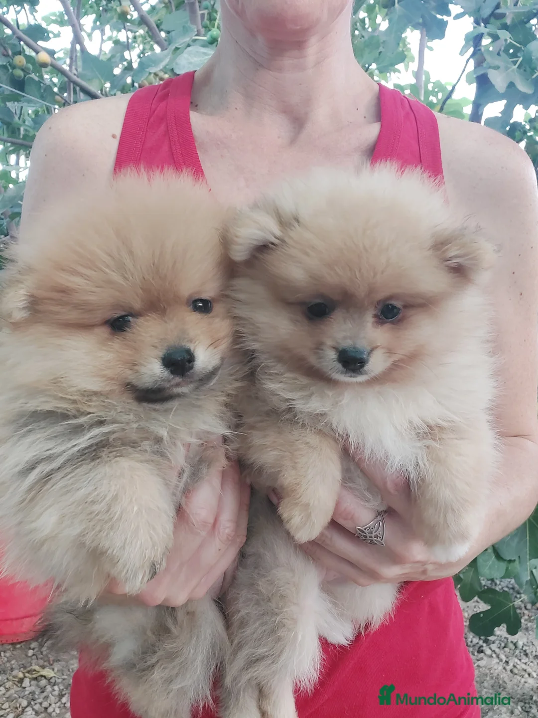 Pomerania perros en venta: POMERANIA - Anuncio 2