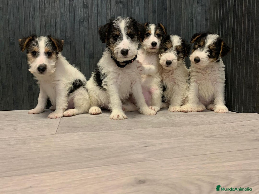 Fox Terrier de Pelo Duro perros en venta: Fox terrier pelo duro  - Imagen 3