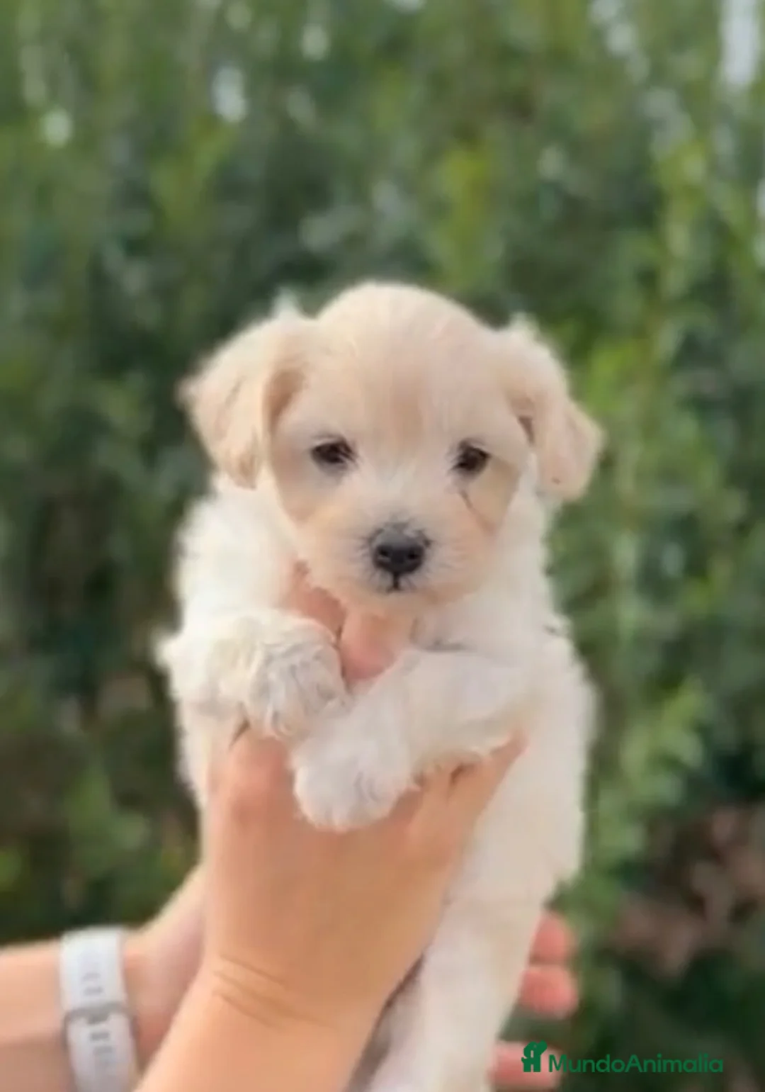 Raza Mixta perros en venta: CACHORRITOS MALTIPOO F1 - Anuncio 2