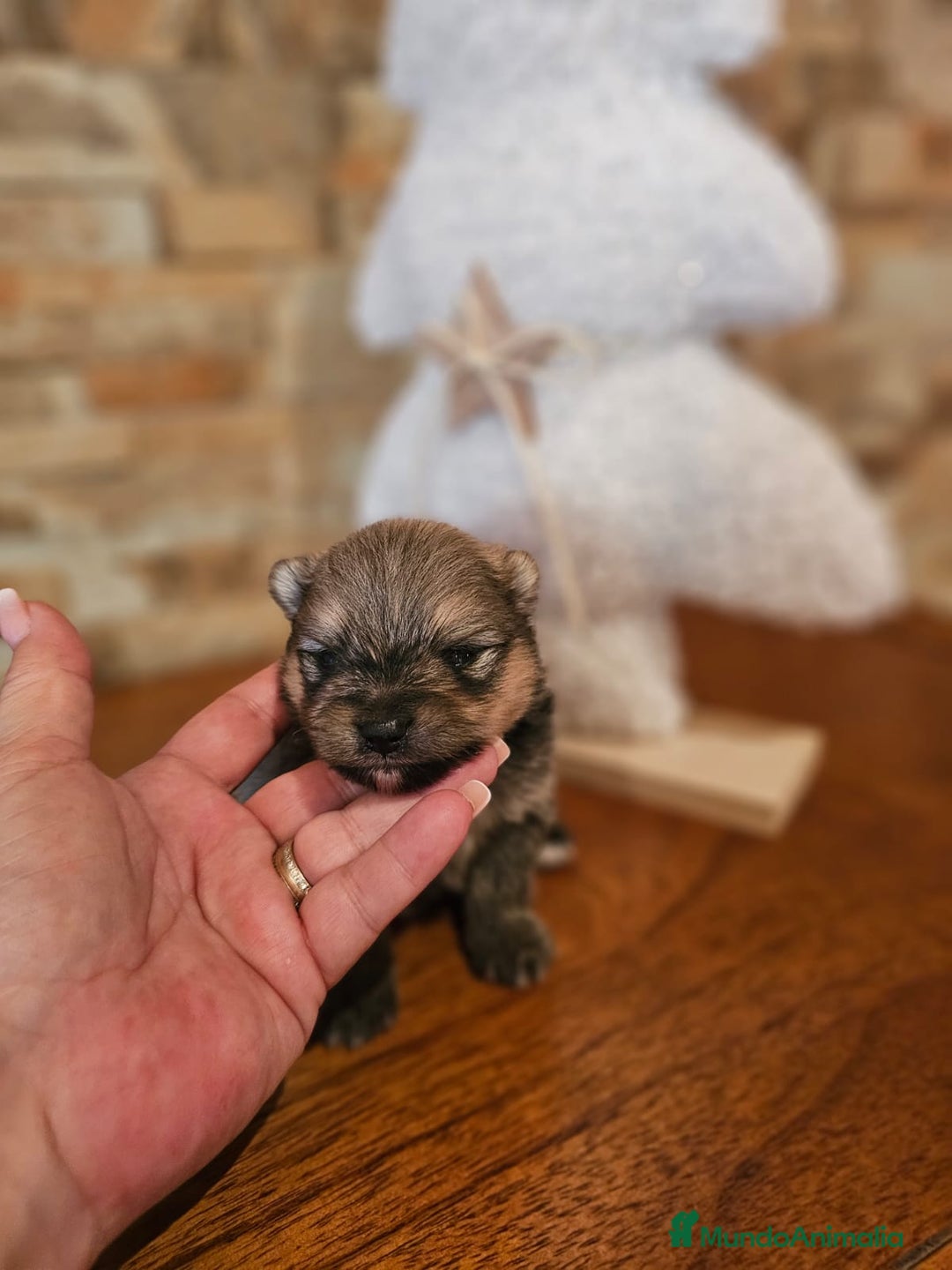 Pomerania perros en venta: CAMADA DE POMERANIA TOY  - Anuncio 3