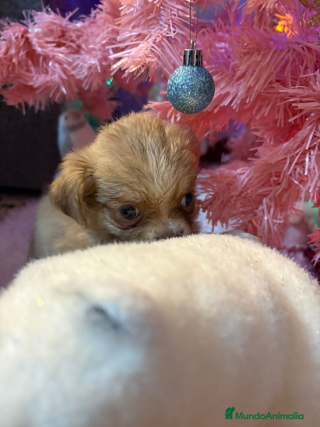 Chihuahua perros en venta: Chihuahua toy pelo largo  - Anuncio 5