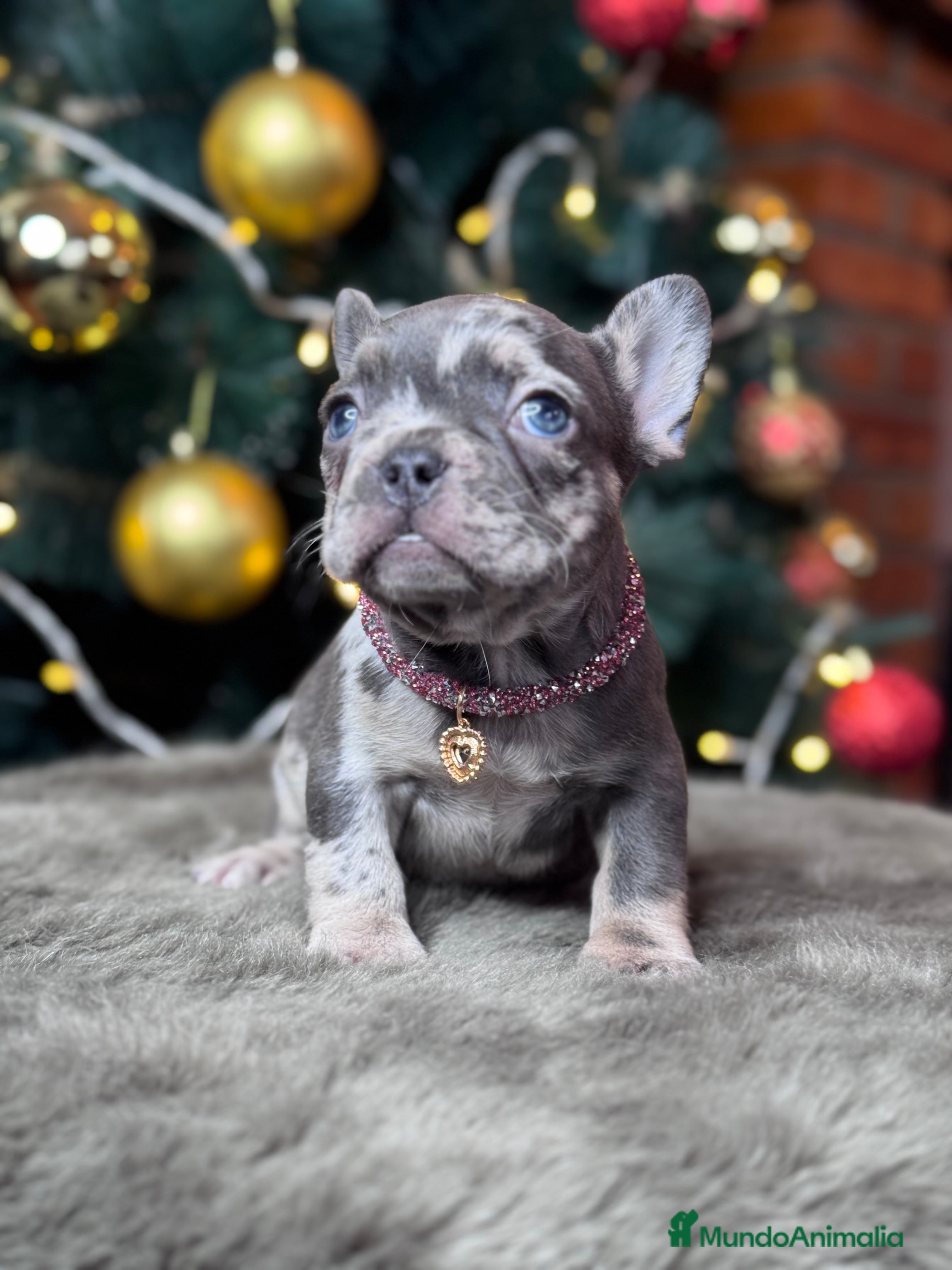 Bulldog Francés perros BULLDOG FRANCÉS / CUIDADOS A CADA DETALLE  - Anuncio 2