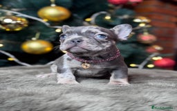 Bulldog Francés perros en venta: BULLDOG FRANCÉS / CUIDADOS A CADA DETALLE  - Anuncio 2