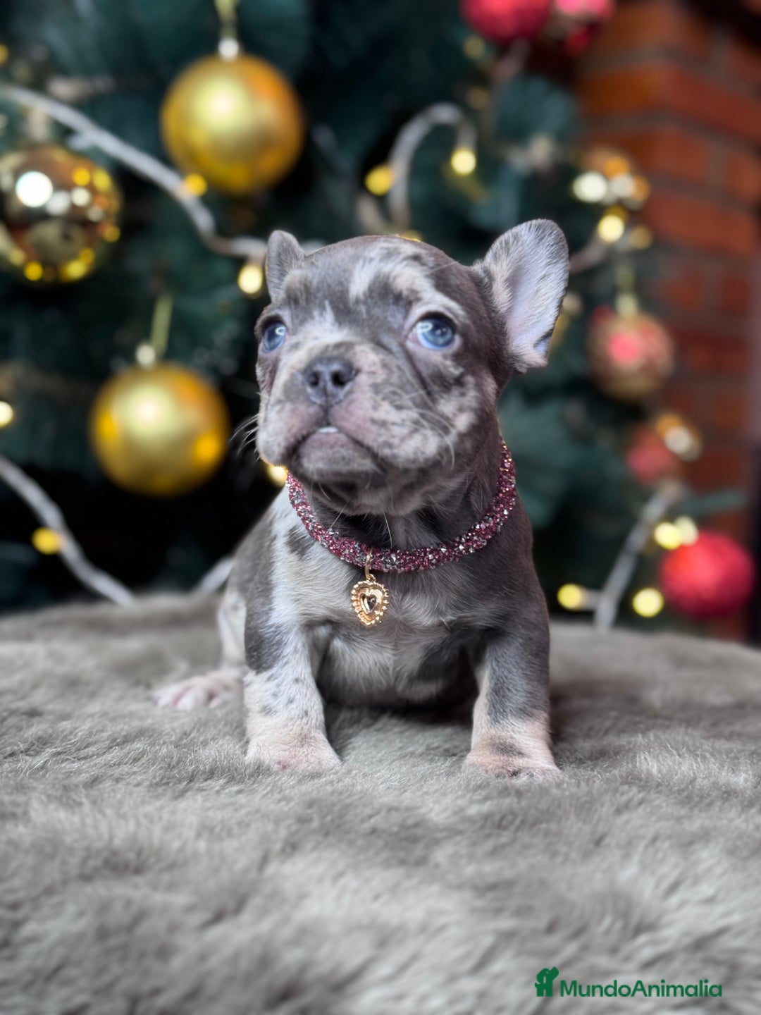 Bulldog Francés perros en venta: BULLDOG FRANCÉS / CUIDADOS A CADA DETALLE  - Anuncio 2