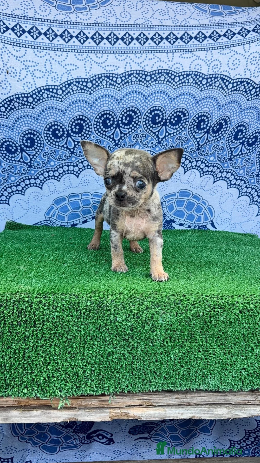 Chihuahua perros en venta: Chihuahua super Toy cabeza manzana Machos  - Anuncio 2