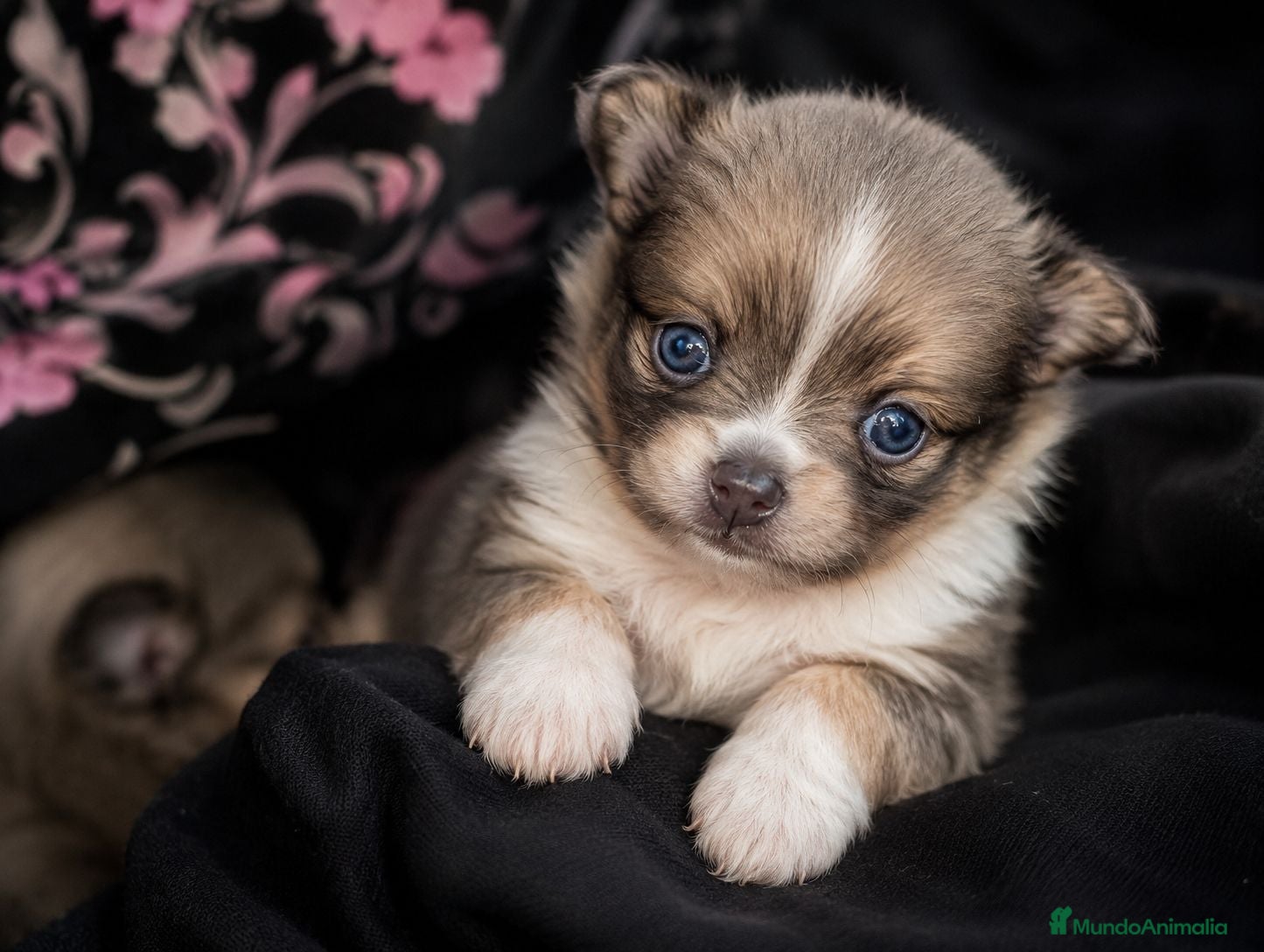 Pomerania perros ✨ Pareja de Pomeranias  - Anuncio 32