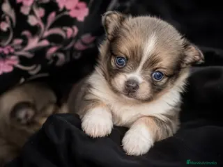 Pomerania perros ✨ Pareja de Pomeranias - Anuncio 32