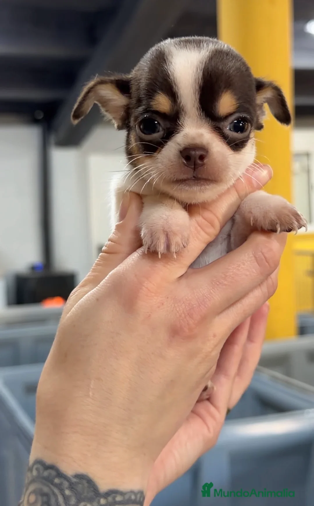 Chihuahua perros en venta: Chihuahua tricolor chocolate  - Anuncio 1