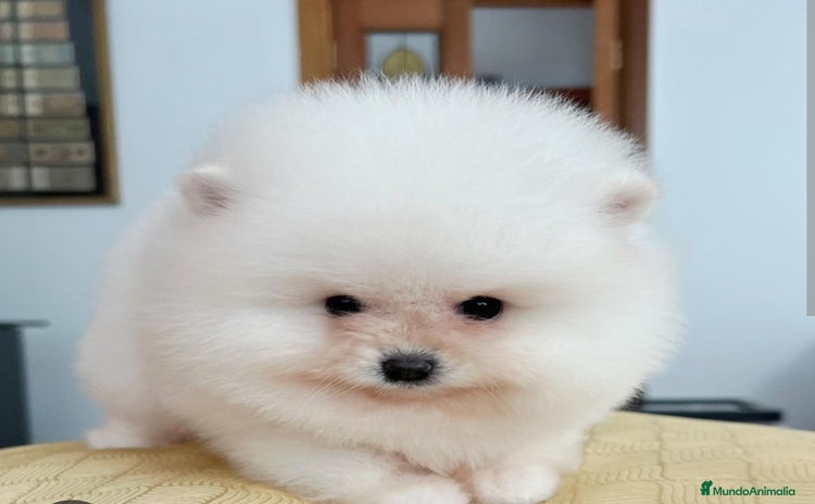 Pomerania perros - Anuncio 5