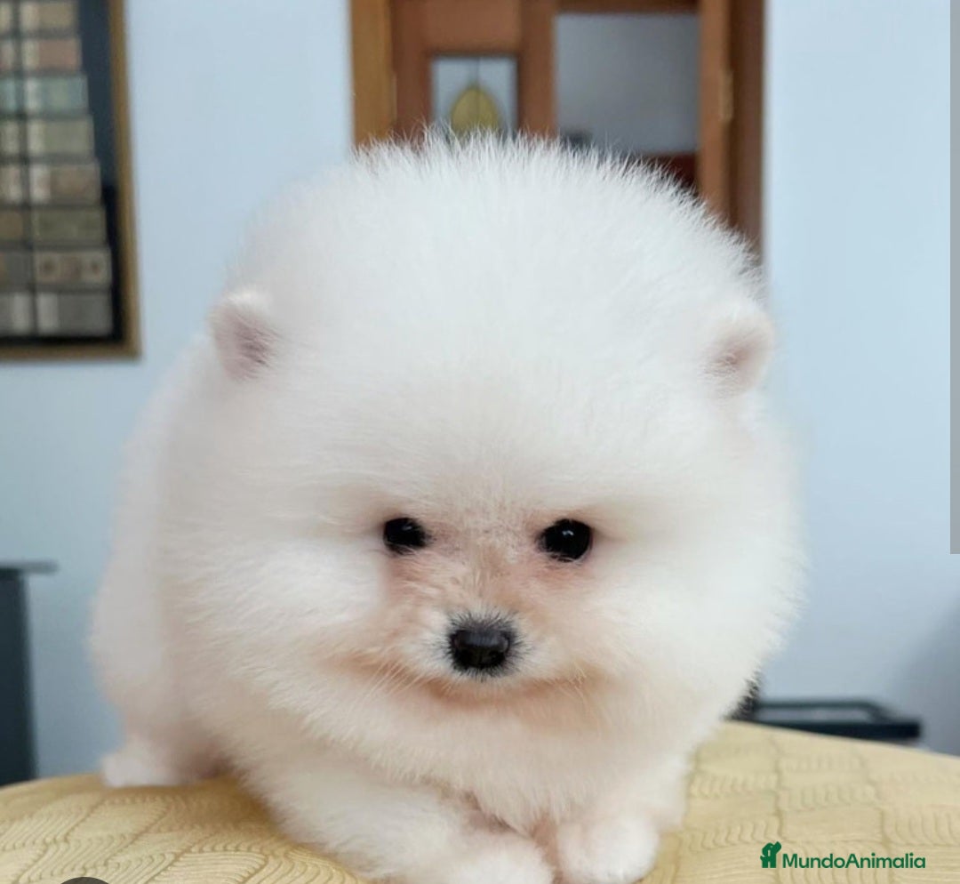 Pomerania perros en venta: POMERANIA COLOR BLANCO  - Imagen 1