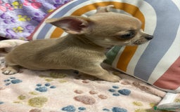 Chihuahua perros en venta: Hembrita chihuahua toy - Imagen 5