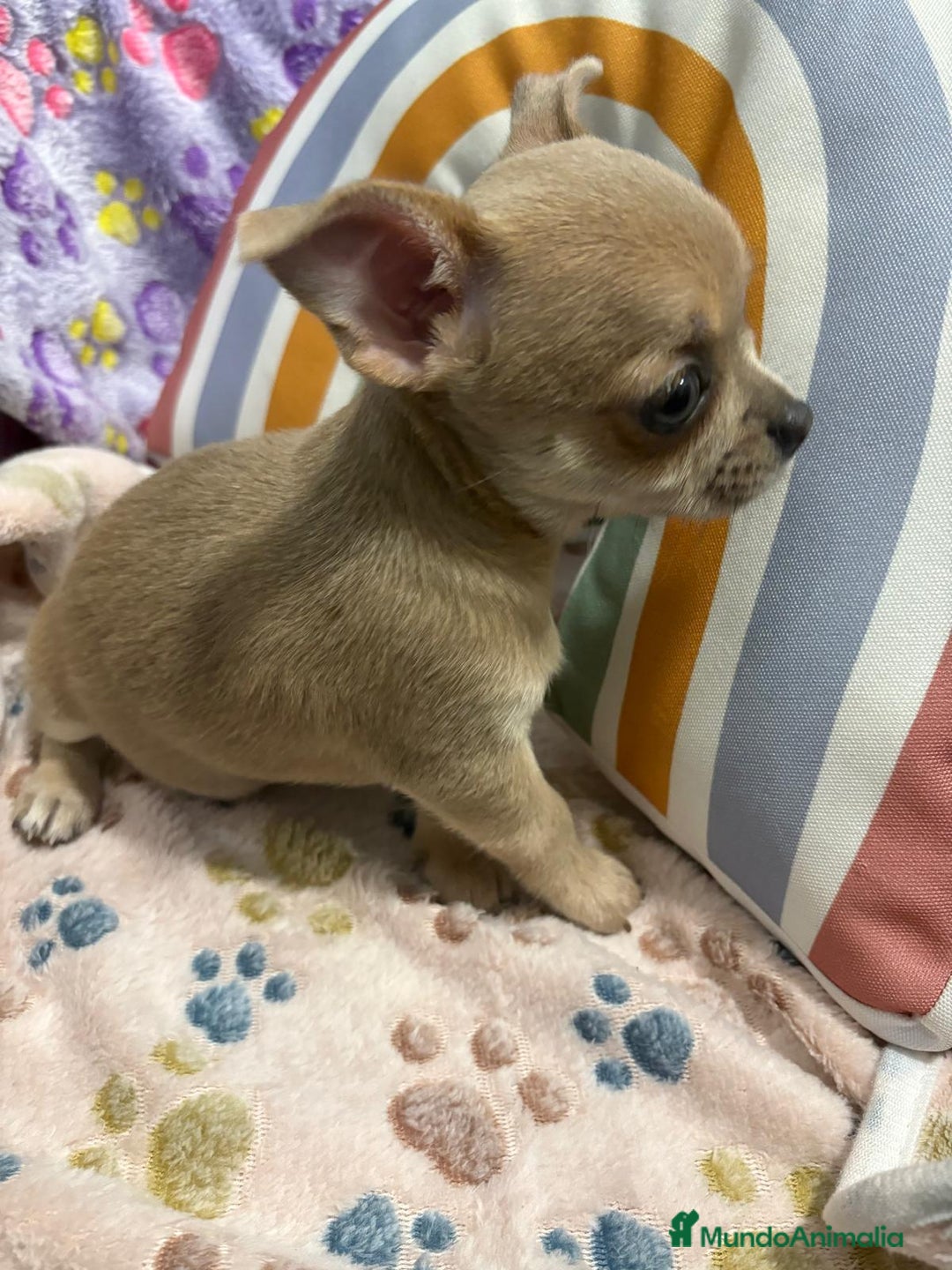 Chihuahua perros en venta: Hembrita chihuahua toy - Imagen 5