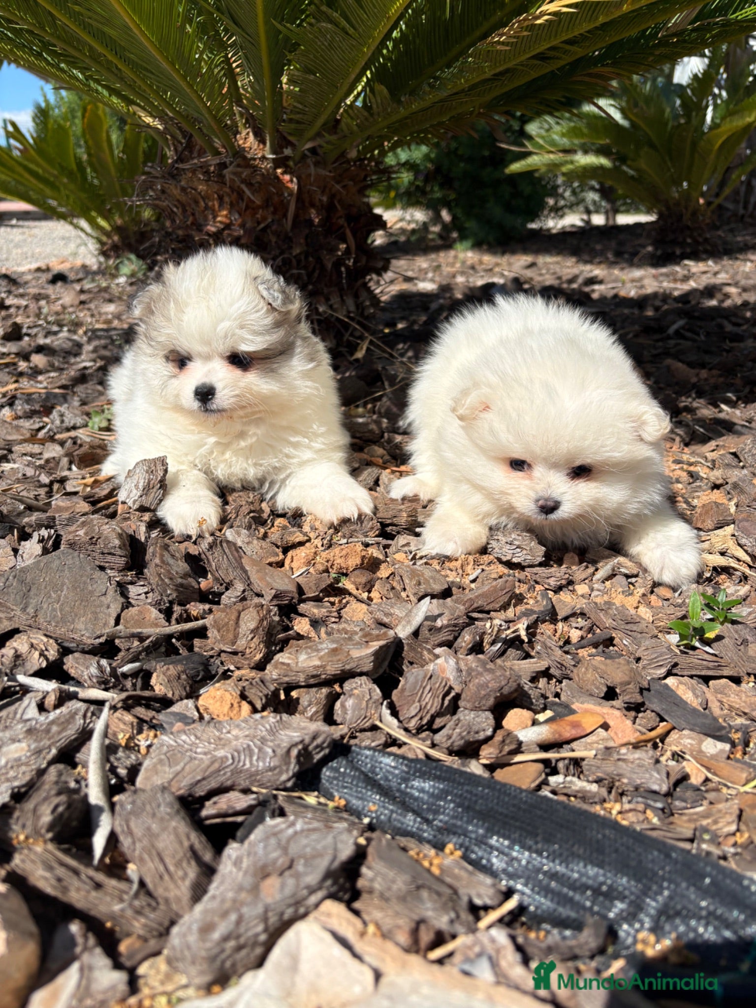 Pomerania perros POMERANIA  - Anuncio 1