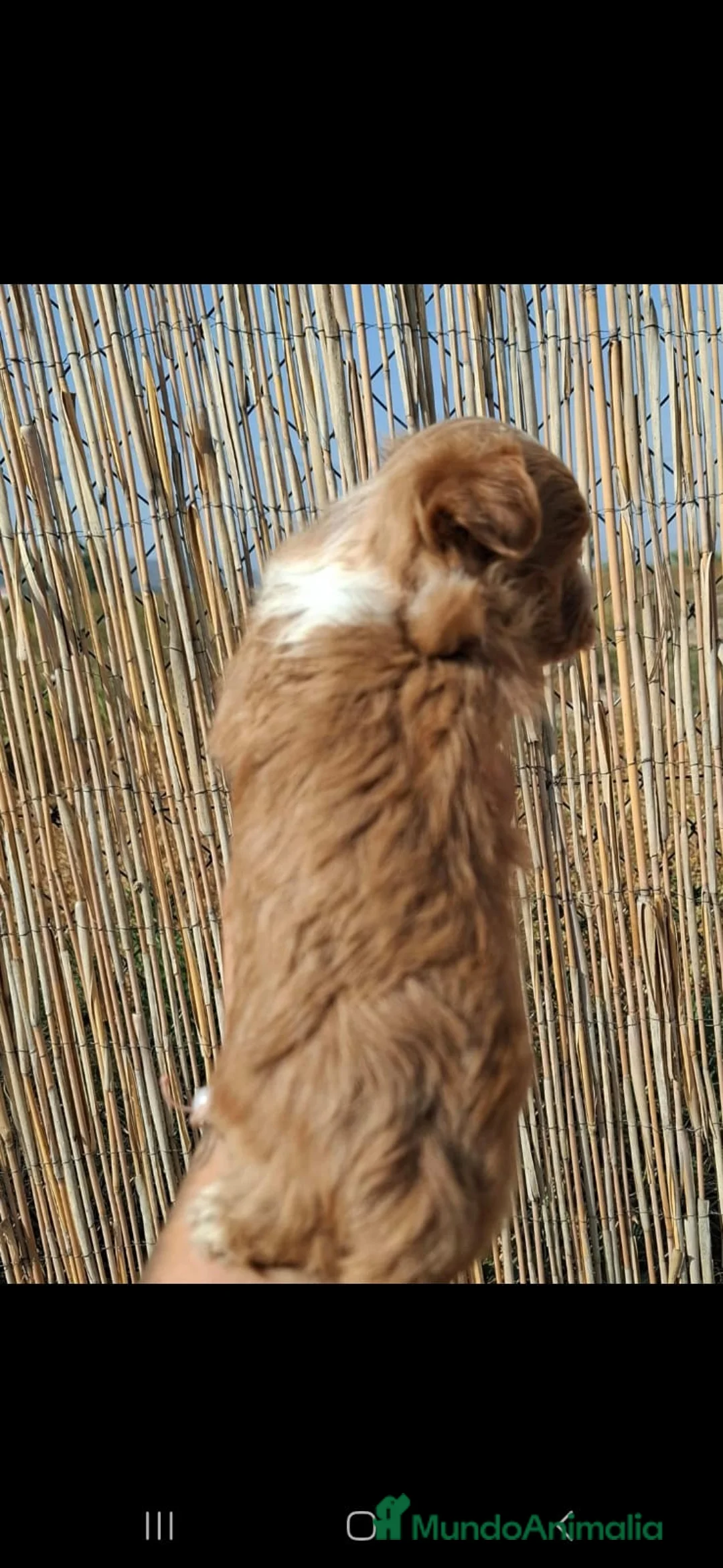 Maltipoo perros en venta: Maltipoo Apricot - Anuncio 4