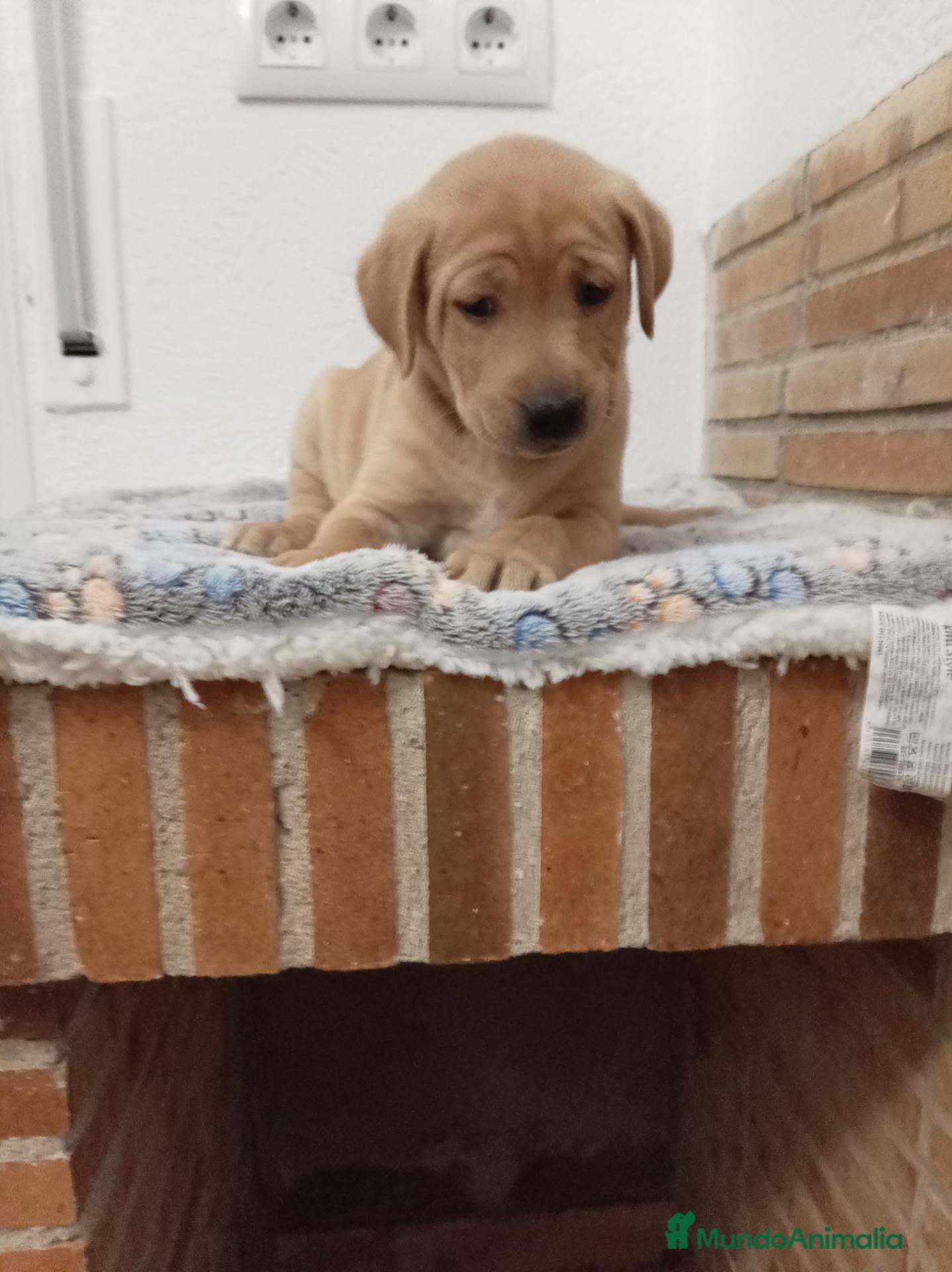 Labrador Retriever perros Labrador retriever - Anuncio 1