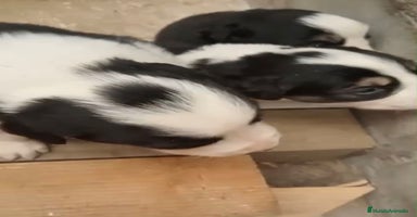 Border Collie perros - Anuncio 13