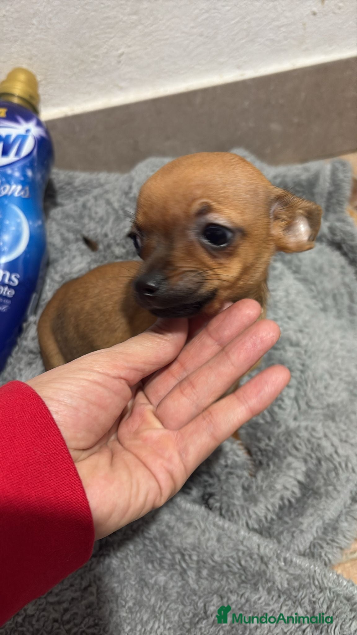 Chihuahua perros Chihuahua color ciervo  - Anuncio 3