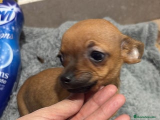 Chihuahua perros Chihuahua color ciervo - Anuncio 2