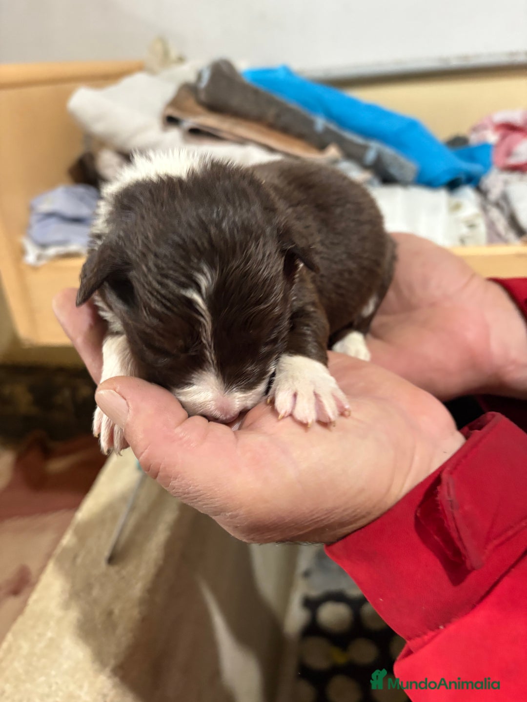Border Collie perros en venta: Cachorros border collie machos y hembras varios  - Anuncio 4