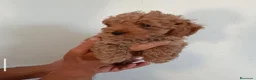 Caniche Enano perros en venta: CACHORROS DE CANICHE ENANO  - Anuncio 2