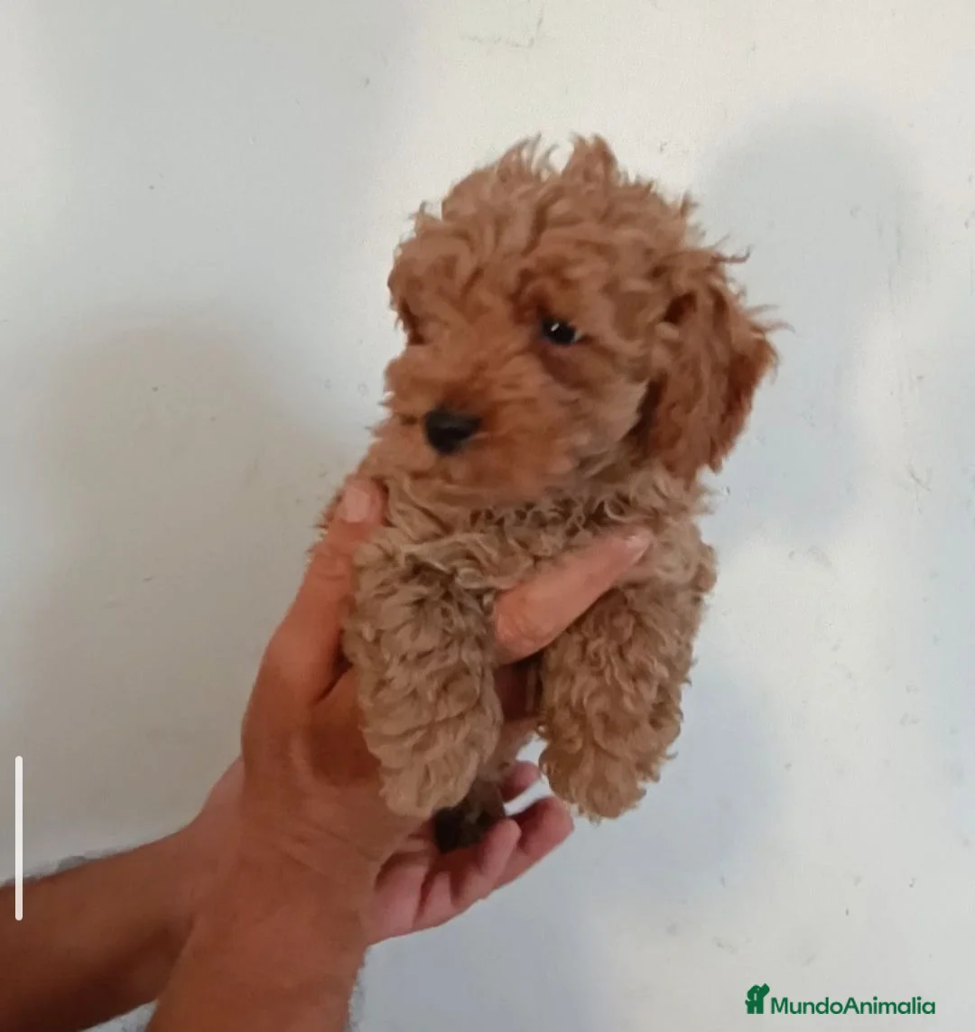 Caniche Enano perros en venta: CACHORROS DE CANICHE ENANO  - Anuncio 2