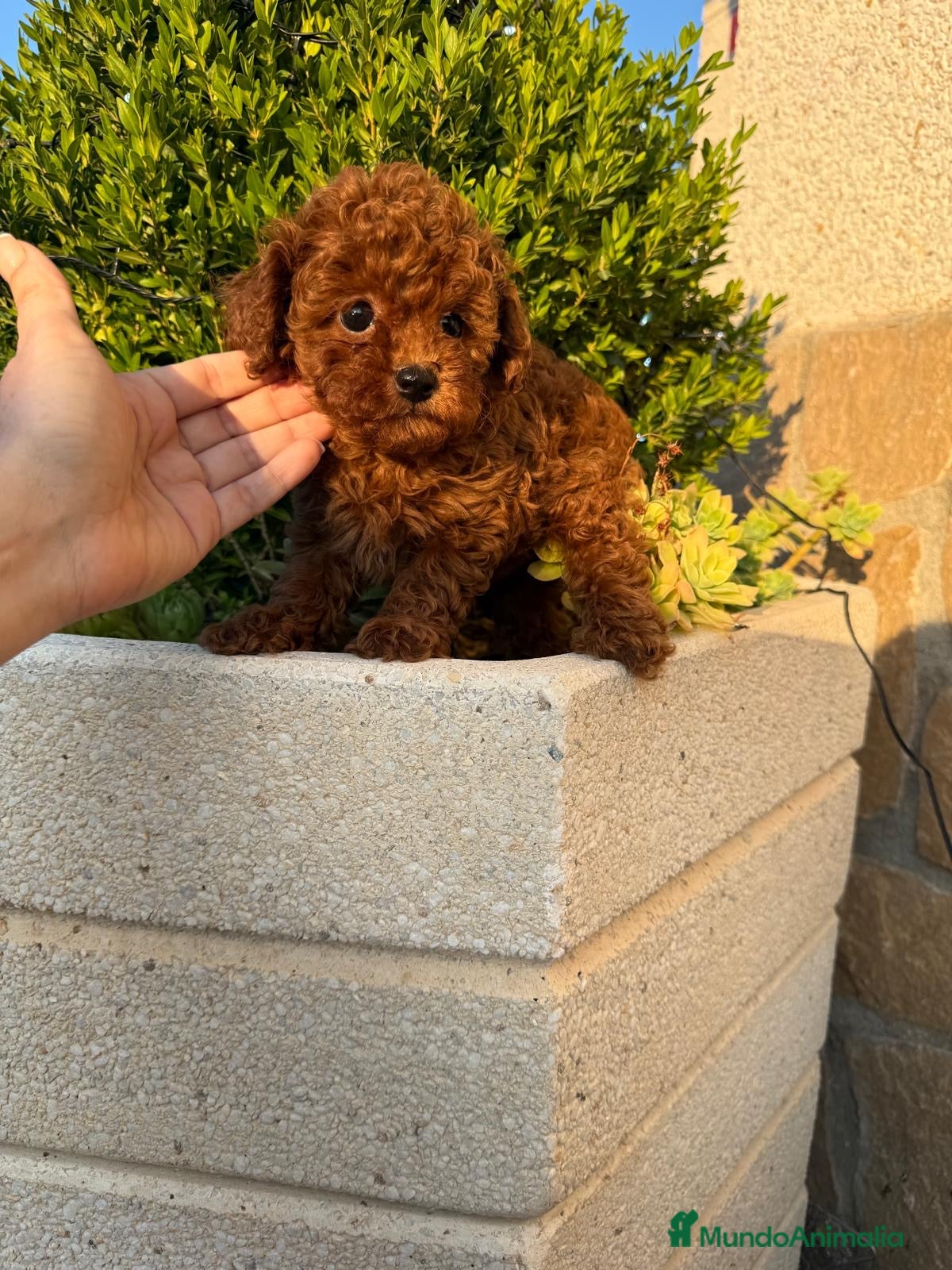 Caniche Toy perros Selección de caniche toy, muy bonitos y pequeños ! - Anuncio 3