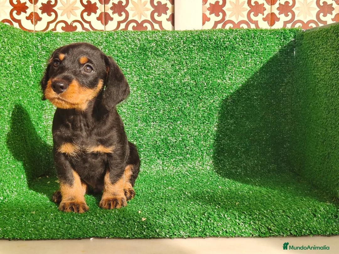 Teckel Miniatura perros en venta: Teckel miniatura  - Anuncio 12