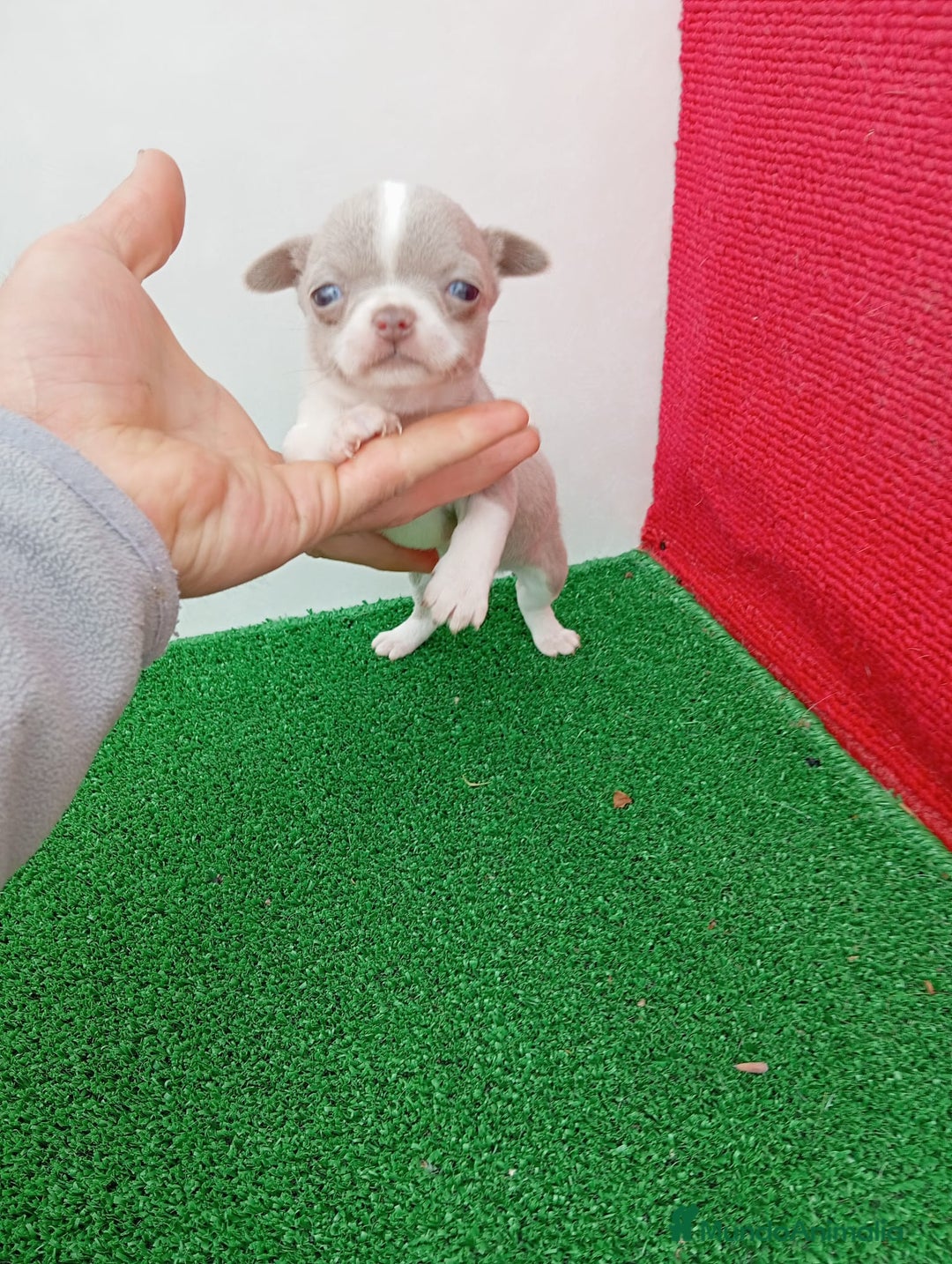 Chihuahua perros en venta: preciosos chihuahua linea Rusa toy - Anuncio 4