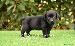 Labrador Retriever perros en venta: Labrador retriever disponibles.  - Imagen 7