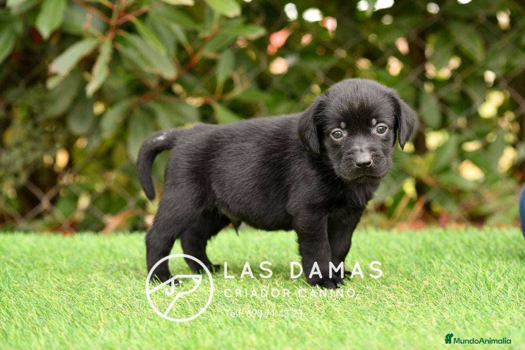 Labrador Retriever perros en venta: Labrador retriever disponibles.  - Imagen 7
