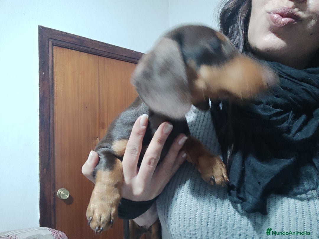 Teckel perros en venta: Teckel kaniche precio real - Anuncio 2