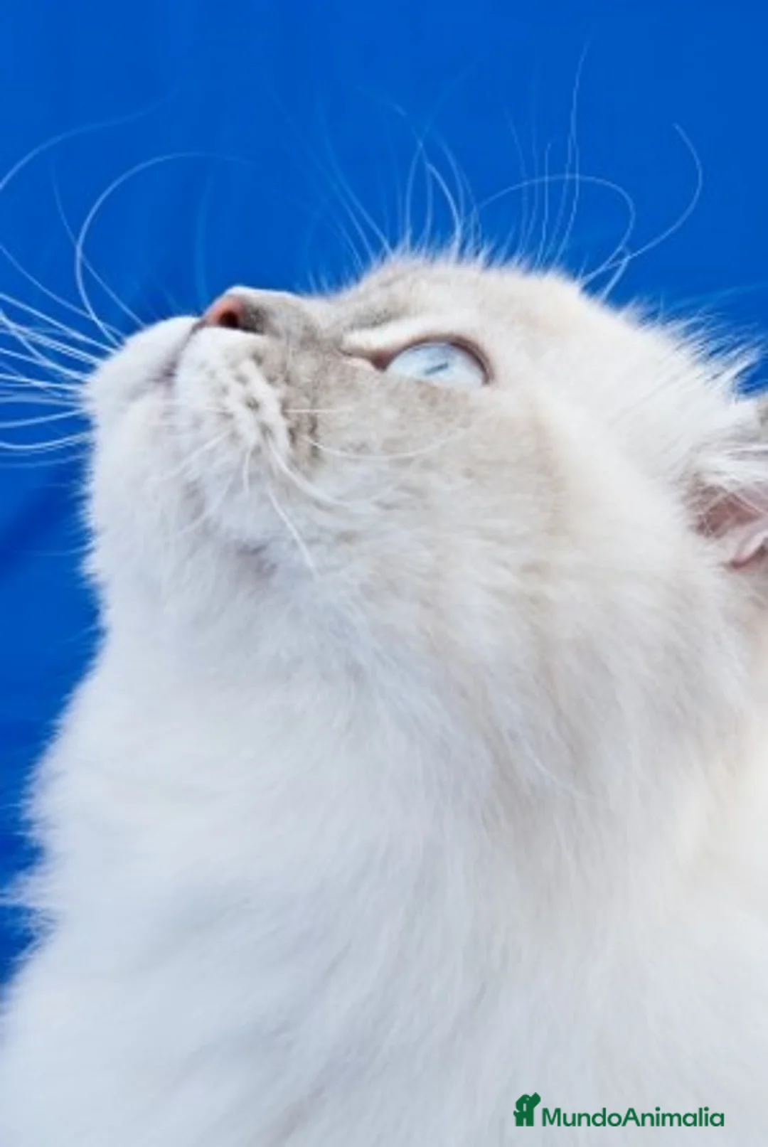 Imagen de galería {{count}}