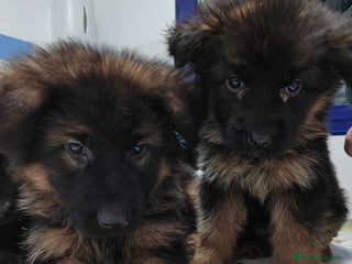 Pastor Alemán perros Últimos 2 Pastores Alemanes para recoger ya!! - Anuncio 4