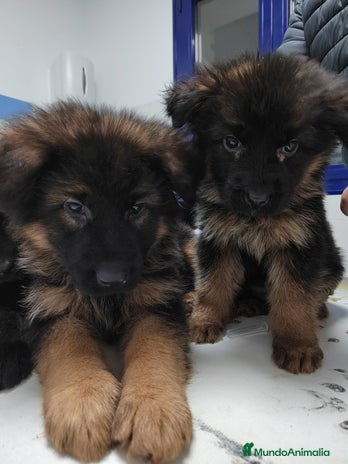 Pastor Alemán perros Últimos 2 Pastores Alemanes para recoger ya!! - Anuncio 5