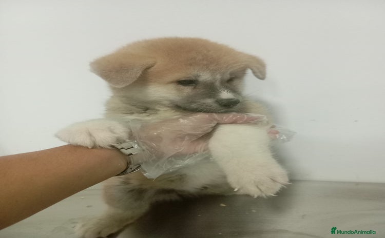 Akita Inu perros - Anuncio 1