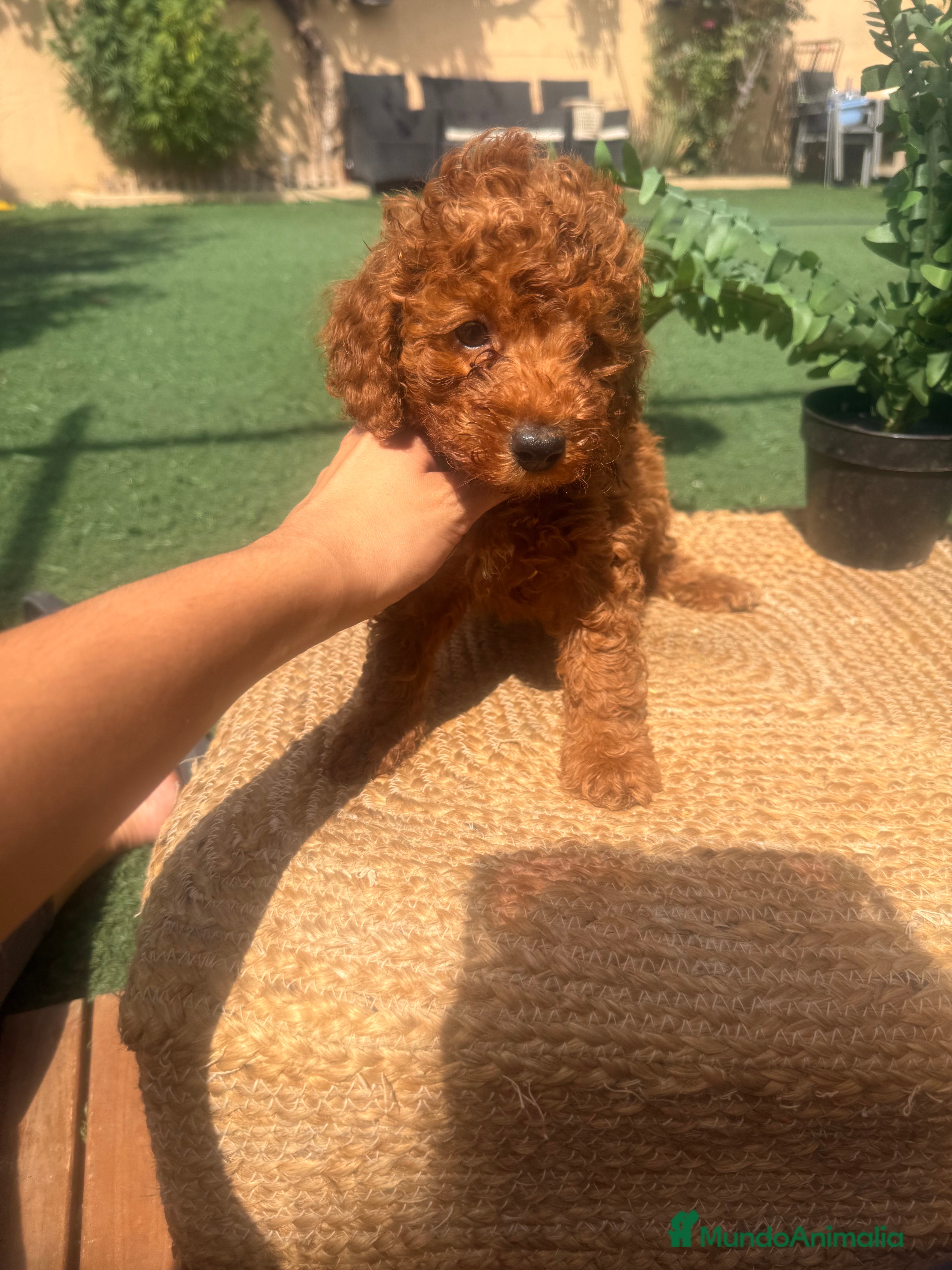 Caniche Toy perros en venta: caniche toy rojos  - Anuncio 3