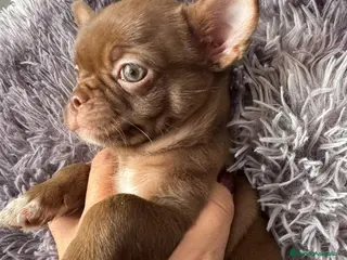 Chihuahua perros Chihuahuas - Anuncio 18