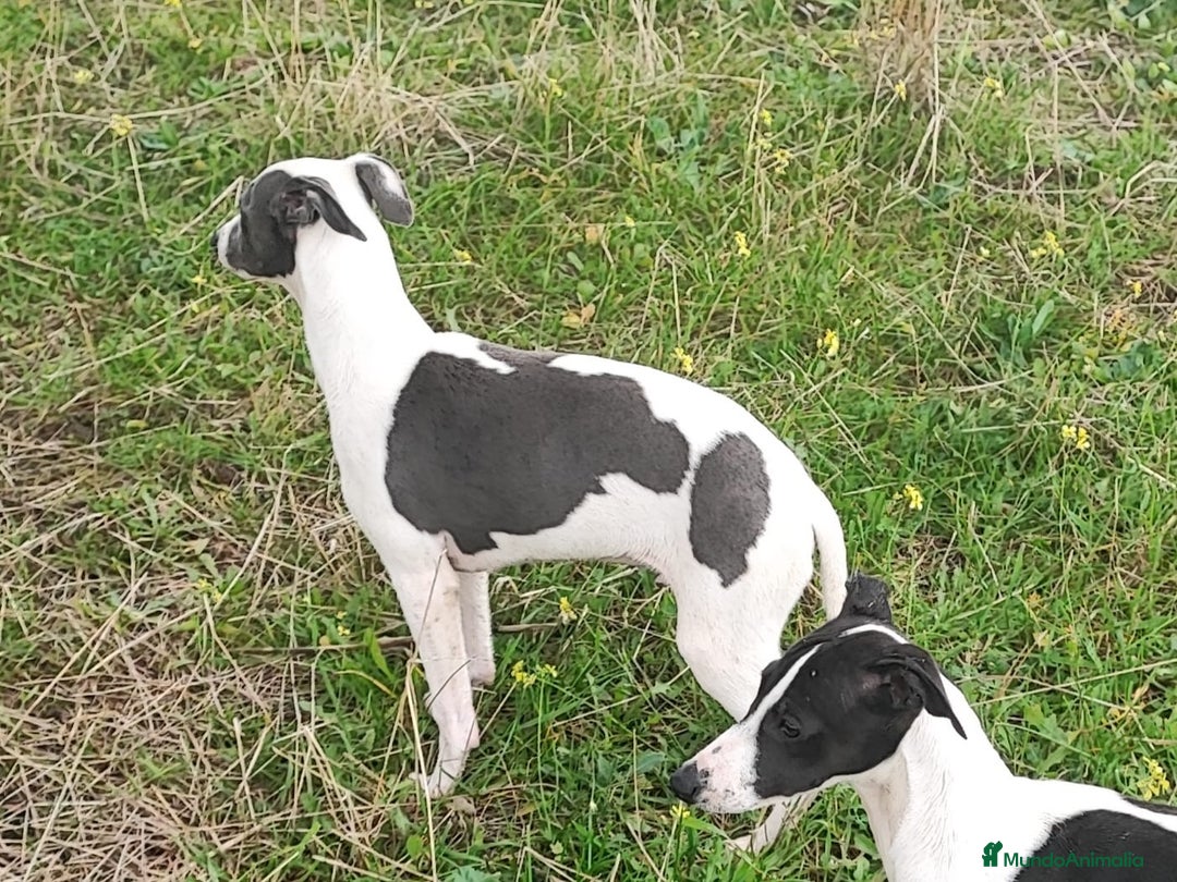 Whippet perros en venta: WHIPPET MACHO - Anuncio 4