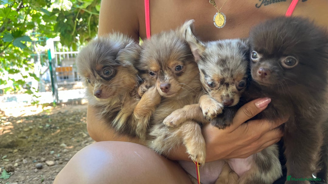 Pomchi perros en venta: Pomchi (Pomeramia y Chihuahua) - Imagen 1