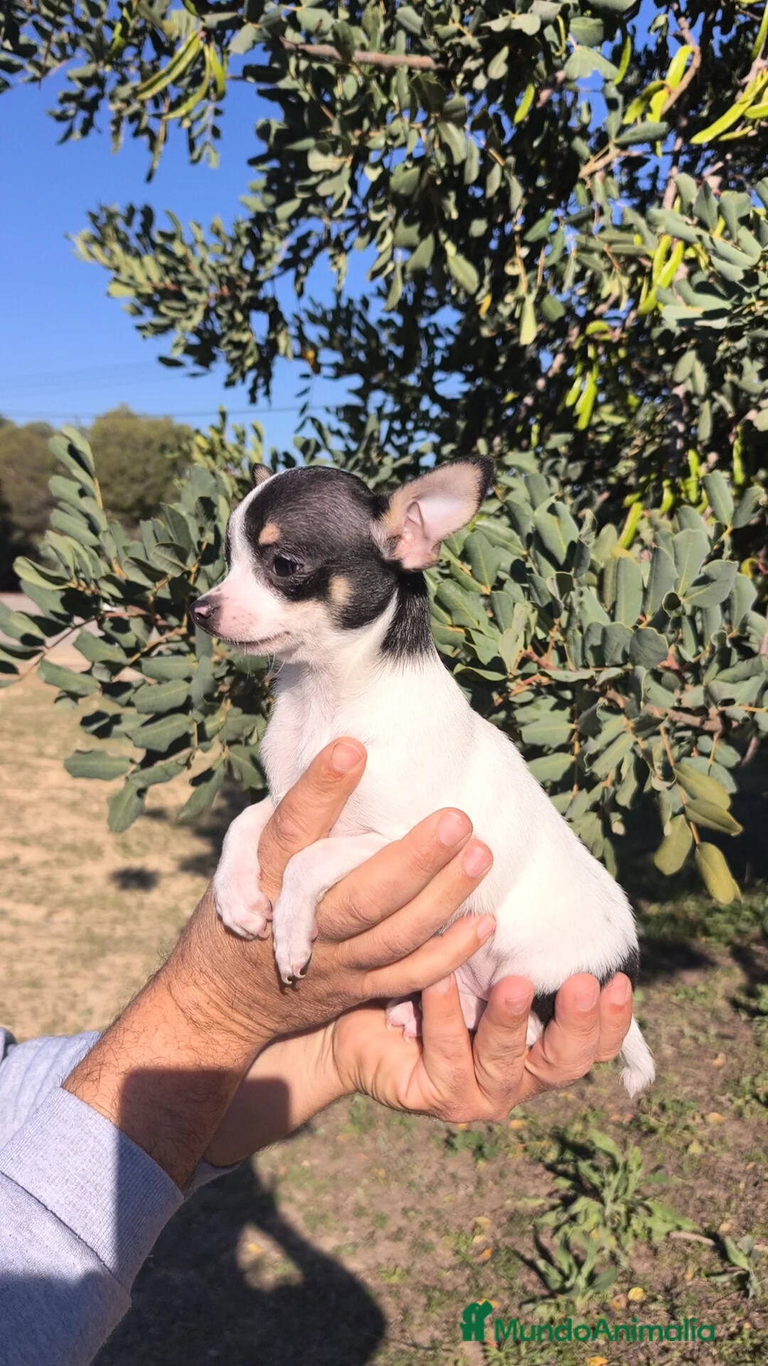 Chihuahua perros en venta: Chihuahua macho retrognatismo  - Anuncio 7