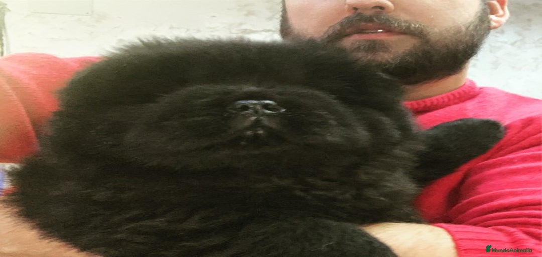 Imagen de galería {{count}}