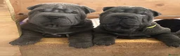Shar Pei perros en venta: Cachorros shar pei Cataluña  - Anuncio 5