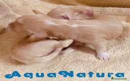 Raza Mixta perros en venta:  Camada Havapoo de Kusita 1 y Alejo AQUANATURA - Imagen 9