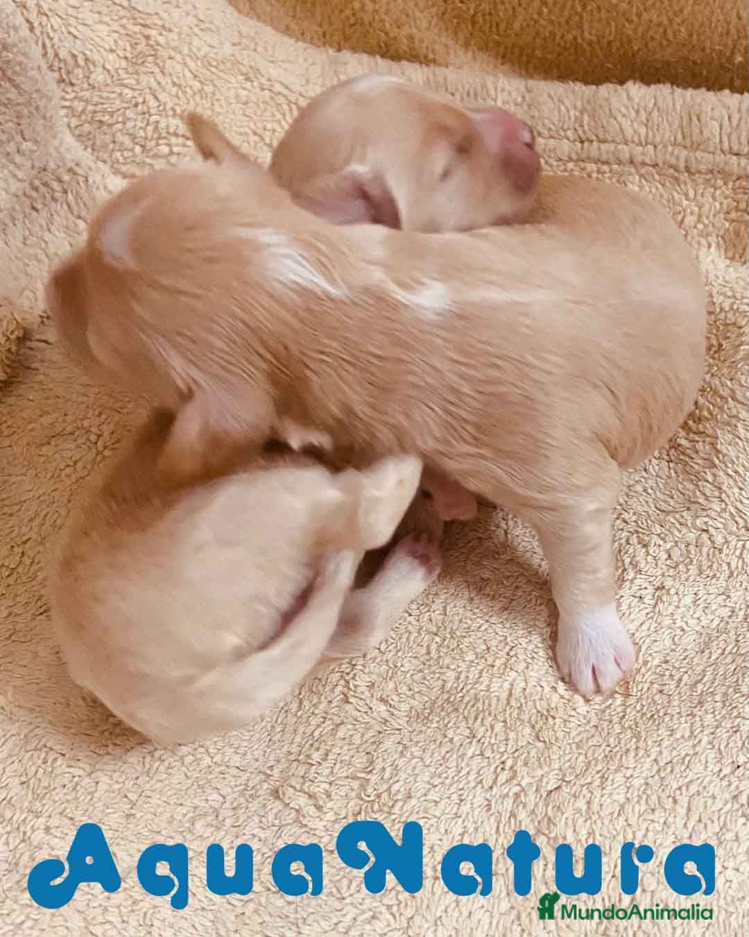 Raza Mixta perros en venta:  Camada Havapoo de Kusita 1 y Alejo AQUANATURA - Imagen 9