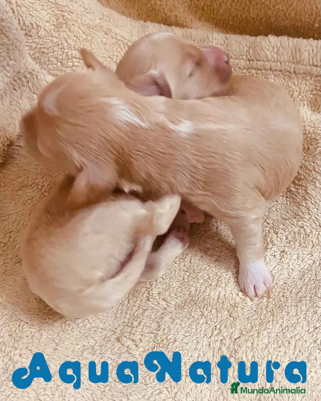 Raza Mixta perros en venta:  Camada Havapoo de Kusita 1 y Alejo AQUANATURA - Anuncio 9