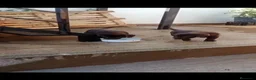 Labrador Retriever perros en venta: Labrador retriever chocolate disponible  - Anuncio 2