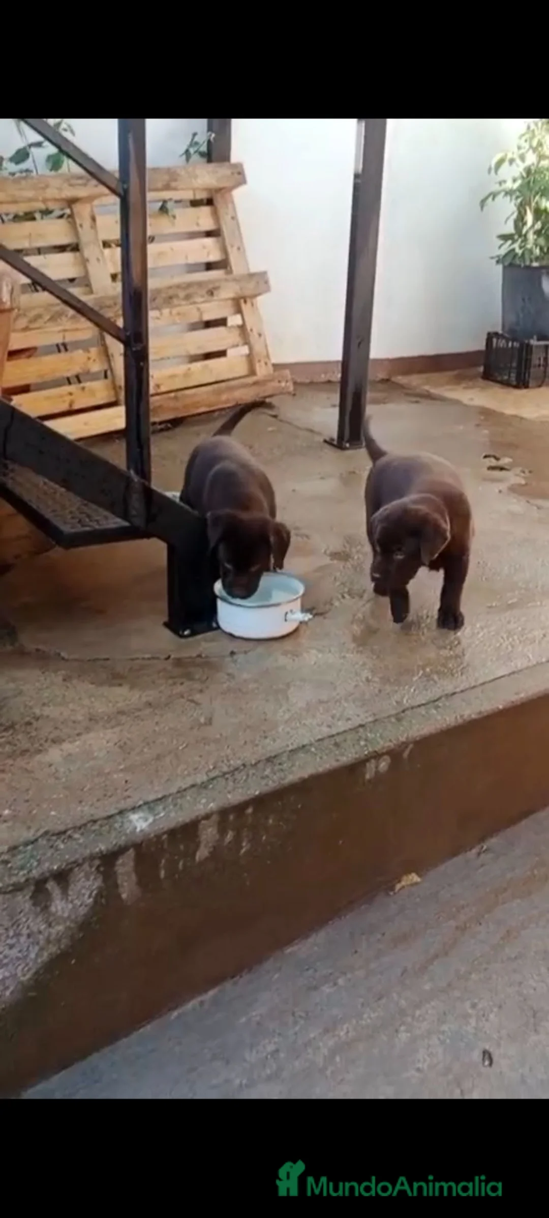 Labrador Retriever perros en venta: Labrador retriever chocolate disponible  - Anuncio 2